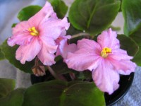 African Violet - Ray's Angel